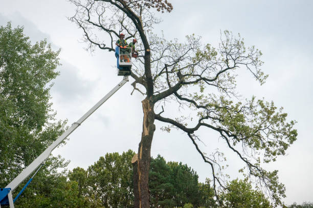 How Our Tree Care Process Works  in  Landing, NJ